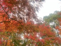 -秋霞圃