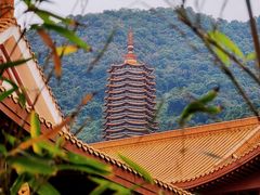-深圳仙湖植物园