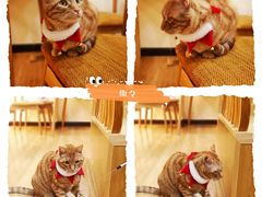 -滚猫咖啡·猫咖·猫友好撸猫(未来城店)