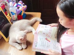 -东方名猫馆·英短金渐层布偶猫舍(环线广场1号楼店)