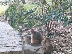 -苏州上方山国家森林公园