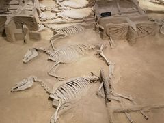 -洛阳周王城天子驾六博物馆