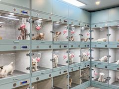 -萌宠之家·腊肠犬·马尔泰·小体犬舍