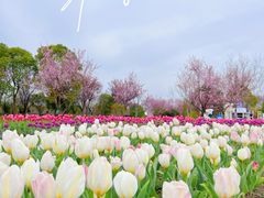 -花开海上生态园