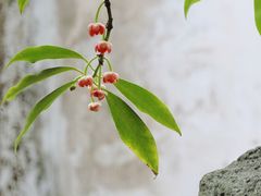 -东山雕花楼