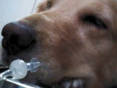 android_upload_pic-瑞派福兴宠物医院犬猫全科·骨科·中西医结合(河东店)