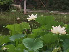-济南植物园