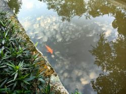-爱帝宫月子中心(罗湖别墅院)