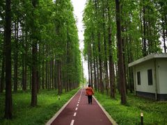 -黄海国家森林公园