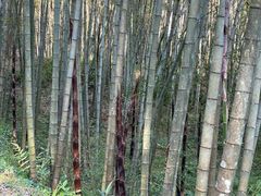 -广州市石门国家森林公园
