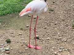 -吉隆坡雀鸟公园
