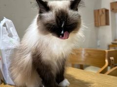 -藏猫猫咖啡主题馆(中央大道店)