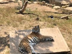 -大连森林动物园