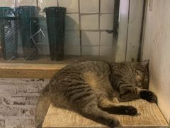 -猫咪博物馆(顶澳仔猫街店)