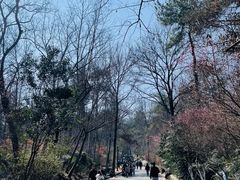 -大蜀山国家森林公园