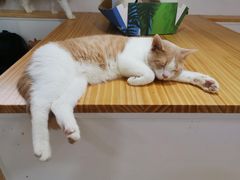 -李小姐の猫咖啡馆(五角场店)
