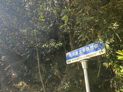 -阿巧茶庄