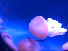 -悉尼海洋生物水族馆