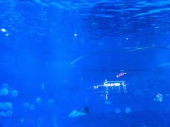 -烟台海昌鲸鲨海洋公园