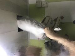 -米苏动物医院·犬猫专科·骨科外科内窥镜