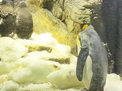 -大阪海游馆