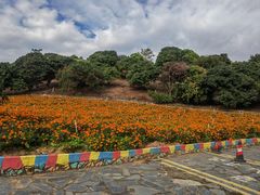 -松山湖梦幻百花洲