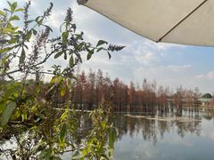 -白鹭湾湿地公园