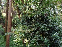 -东平国家森林公园