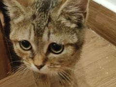 -楼上猫咖(罗湖店)