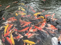 -青岛鑫江温德姆酒店