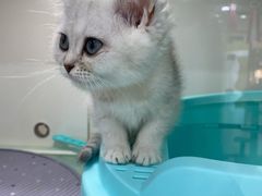 -糯米喵星人·撸猫猫舍咖啡馆(西市场嘉华店)