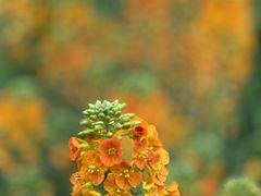 -中国天府农业博览园