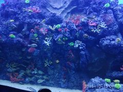 -芜湖新华联大白鲸海洋公园