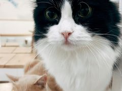 -李小姐の猫咖啡馆(五角场店)