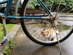 -复旦大学-正大餐厅