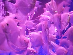 -中环花鸟鱼虫市场