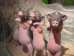 -正佳雨林生态植物园