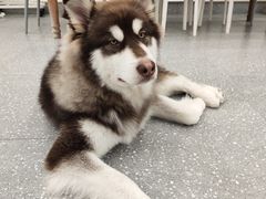 -Let's go狗咖·猫咖·奶狗·桌游(春熙路IFS店)