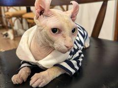 -有猫主题·治愈系猫咖(曾厝垵店)
