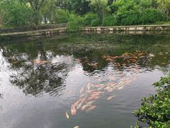 -西湖外事游船(花港观鱼码头)