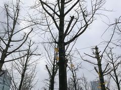 -两江幸福广场