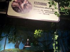 -萌宠奇缘