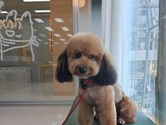 -帕帕拉兹宠物(亚洲旗舰店)