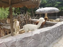 -青岛森林野生动物世界