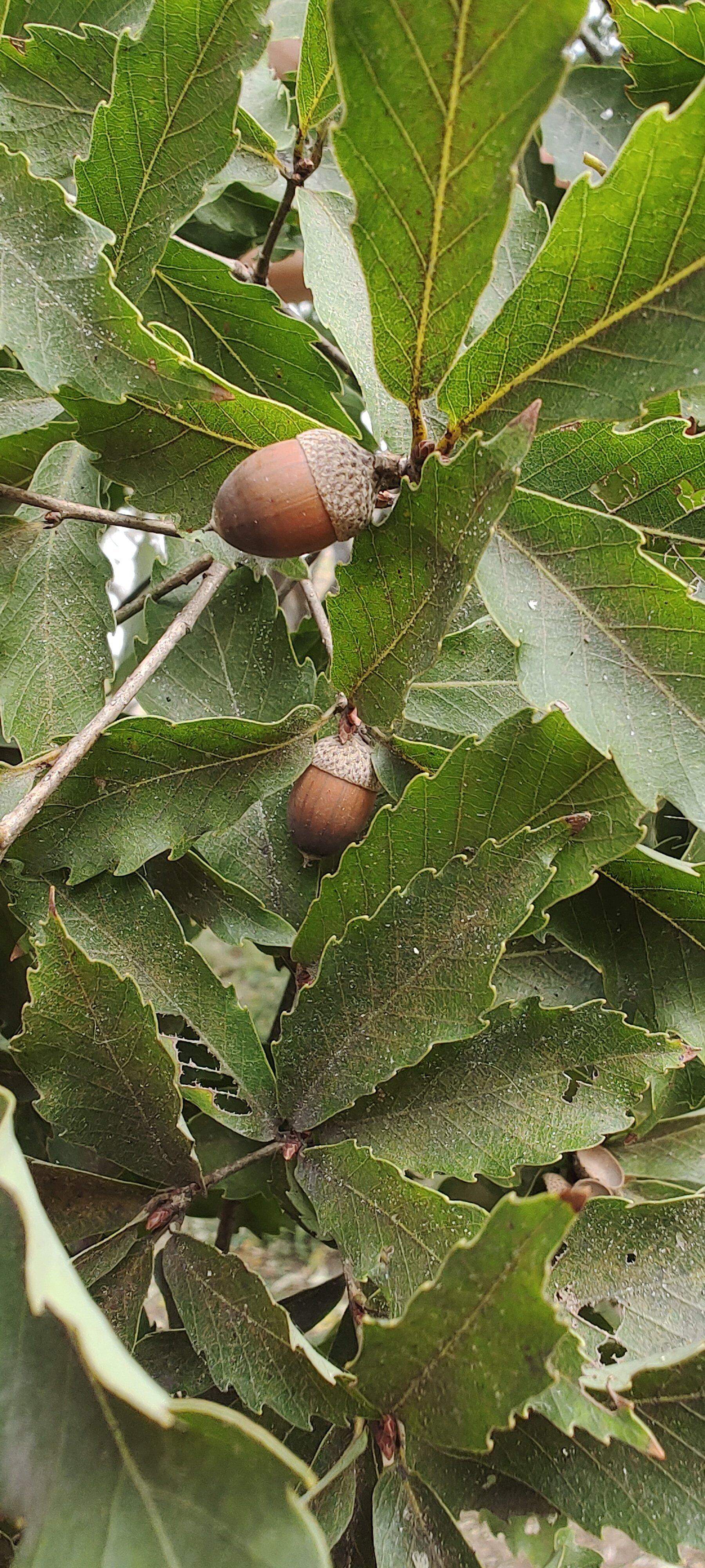 青岛八大关捡橡果,感受秋天的美好