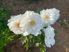 -洛阳郁金香牡丹园