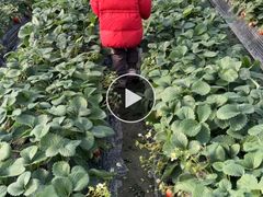 -小鱼草莓采摘园农家乐·小鱼餐厅