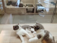 -飞行喵MR PILOT|猫舍·猫咖(静安大融城店)