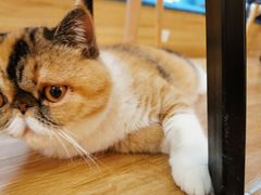 -滚猫咖啡·猫咖·猫友好撸猫(未来城店)