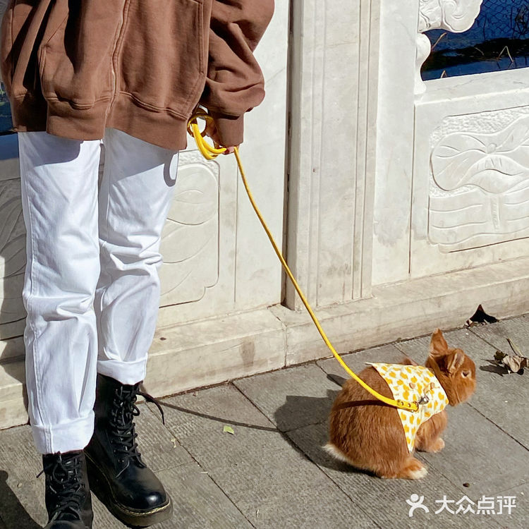 北京探店｜在后海街边遛兔子🐰